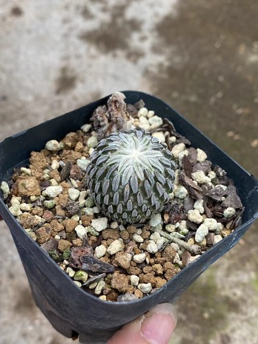 Rara succulenta pelecyphora - rara,
