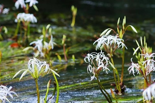Pezzo crinum thaianum - pezzo,