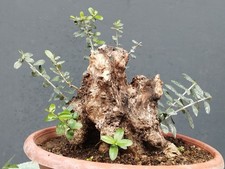 Bonsai olivastro 30x20cm - olivastro, in