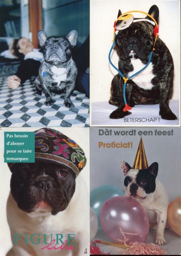 French bulldog dog postcards - french,