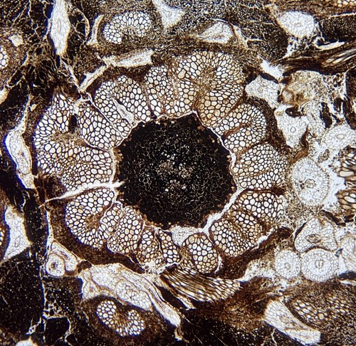 Impianto felci fossili di - fossili,