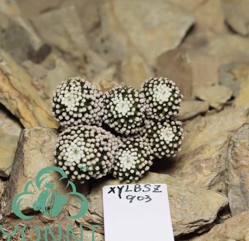 Vendita raro cactus - vendita,