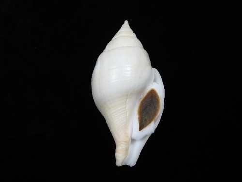 Sea shell turbinella laevigata - turbinella,