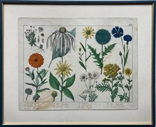 Incisione Antico Color