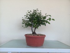 Bonsai olmo cinese - bonsai,