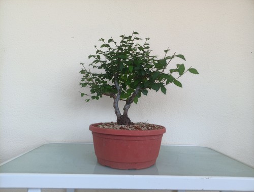 Bonsai olmo cinese - bonsai,