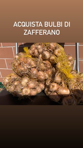 Ottima qualità bulbi - 50,