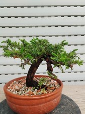 Bonsai di Ginepro