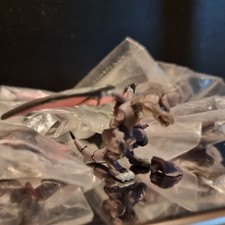 TOMY Japan Shadow Organoid