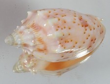 VOLUTA PULCHRA PERISTICTA