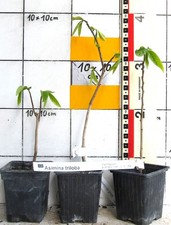 Asimina triloba banana - triloba, /