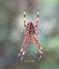 Photo 12x8 Garden spider