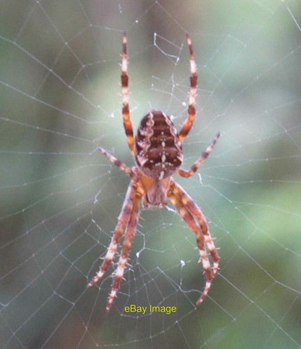 Photo 12x8 garden spider - garden,