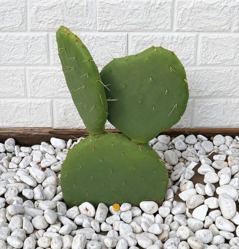Opuntia pala - opuntia, (fico