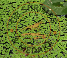 Azolla Caroliniana galleggiante 20 piantine / pianta acquario laghetto pesci
