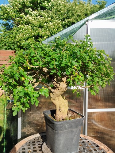 Bonsai morus kifu - bonsai,