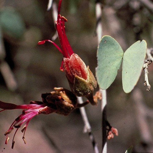 Bauhinia preparazione - bauhinia, ml