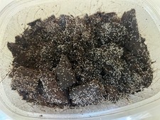 Collemboli tropicali per