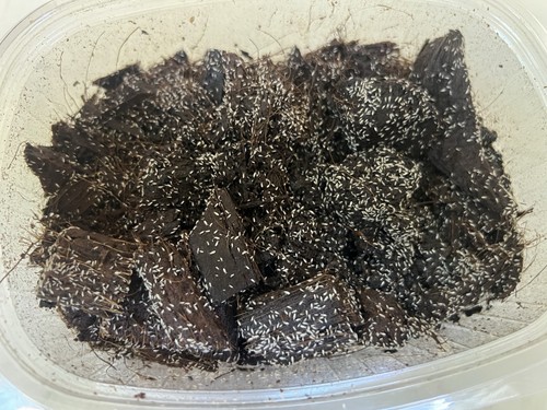 Collemboli tropicali per