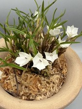 Dendrobium subuliferum