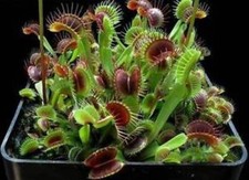 60 SEMI DI PIANTA CARNIVORA