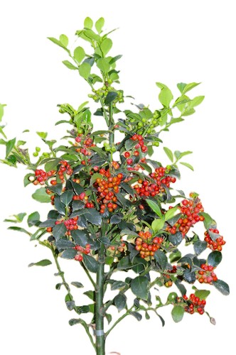 Agrifoglio ilex fatina - ilex, da