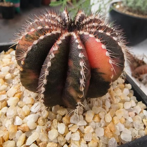 Vendita rara pianta cactus - vendita,