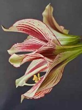 Hippeastrum La Paz x Papilio