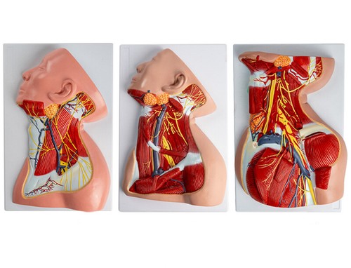 Modello anatomico medico - , nervo
