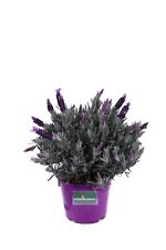 Pianta di Lavanda Lavandula