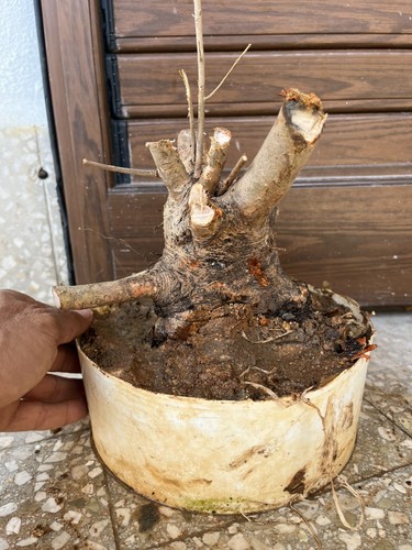 Bonsai phillirea pianta - ,