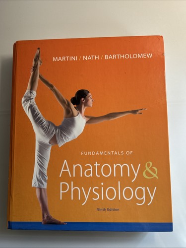 The fundamentals anatomy - the, of