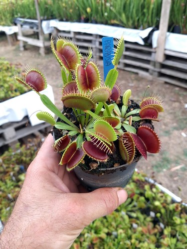 Dionaea muscipula paradisia - muscipula, 'paradisia'