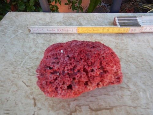Corallo rosso tubipora - rosso, "tubipora