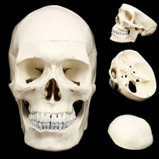Mini Teschio Anatomia Umana
