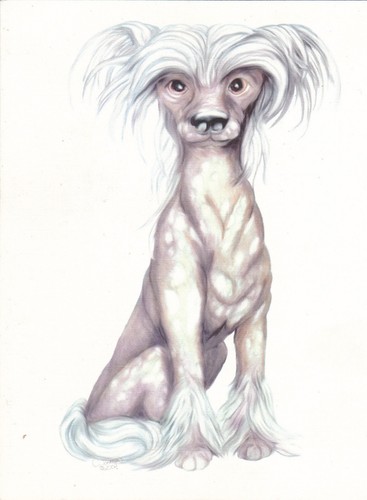 Cartolina chinese crested - cartolina,