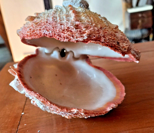 Conchiglia seashell spondylus - conchiglia,