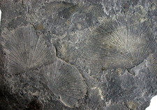 Trias grande piatto con Daonella lommeli Bivalvia San Cassiano Alto Adige FL-56