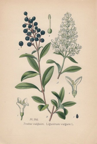 Liguster - (ligustrum, vulgare)