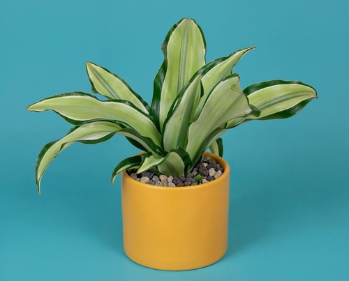 Dracaena fragrans malaika - dracaena,
