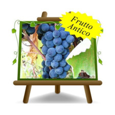 Vite Fragola Americana -