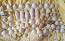 MIX CONCHIGLIE MEDITERRANEO