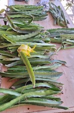 Lotto da 10 Talee pitaya GOLDEN DRAGON  - pitaya gialla autentica dragon fruit