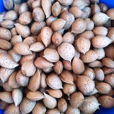 Mandorle dolci In Guscio di