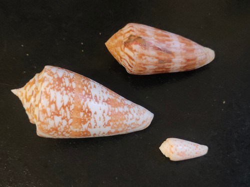 Conchiglia shell lotto - conchiglia,