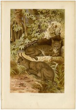 Lince del deserto lince foresta grotta Caracal antica lavagna cromolitografia 1890