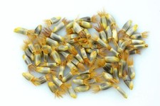 NEPENTHES LOWII - PIANTA CARNIVORA, 10 SEMI