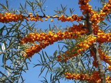 HIPPOPHAE RHAMNOIDES, OLIVELLO