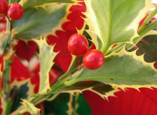 Ilex aquifolium aureomarginata - ilex,