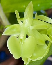 Epidendrum coriifolium Species